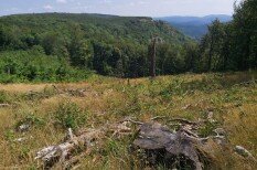erdő, fakitermelés, greenpeace, klímaváltozás, tarvágás, wwf